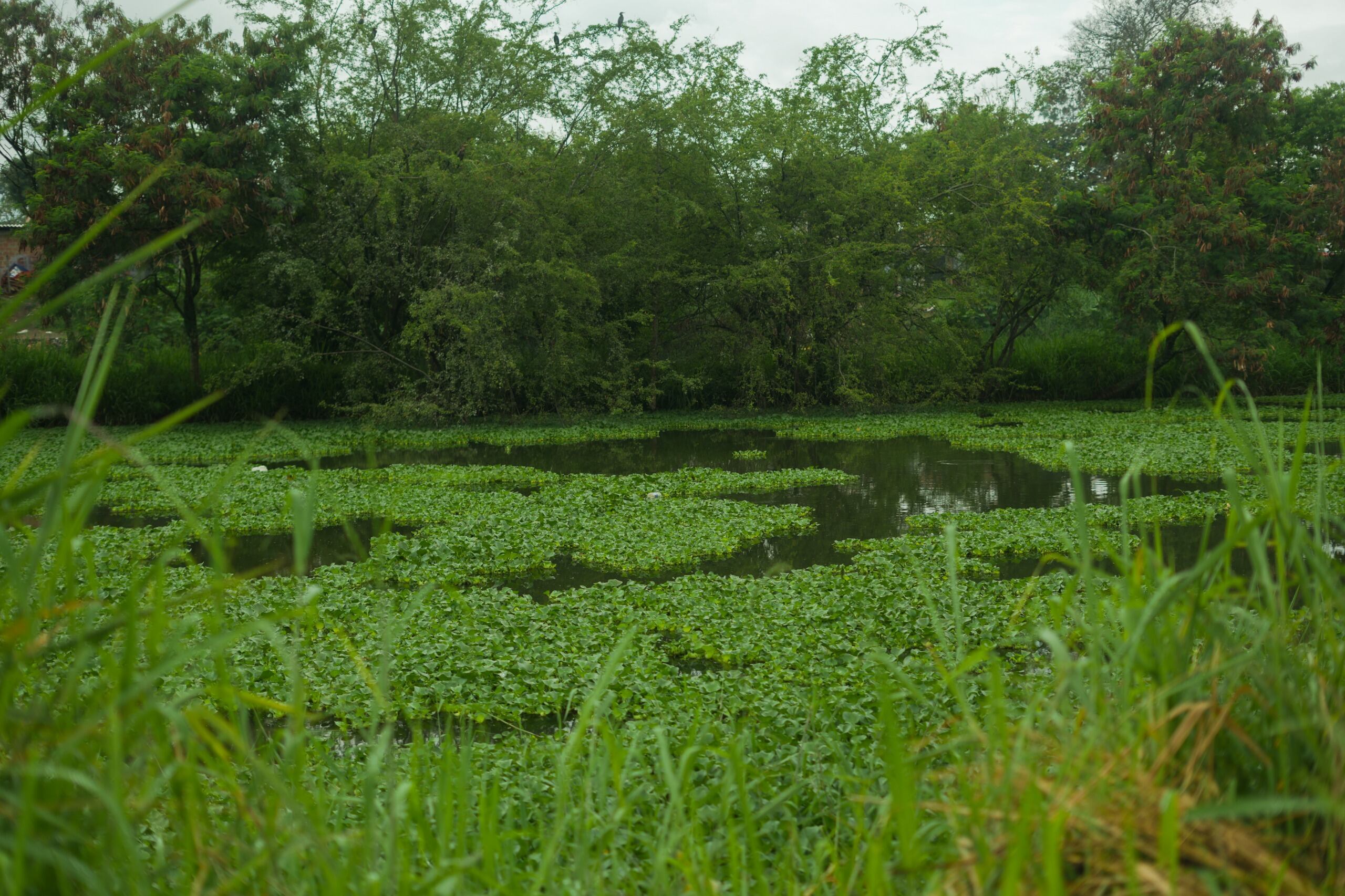 Laguna Charco Azul Cali