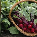 El consumo de remolacha le aporta al organismo antioxidantes, vitaminas y minerales. Foto: Getty images.