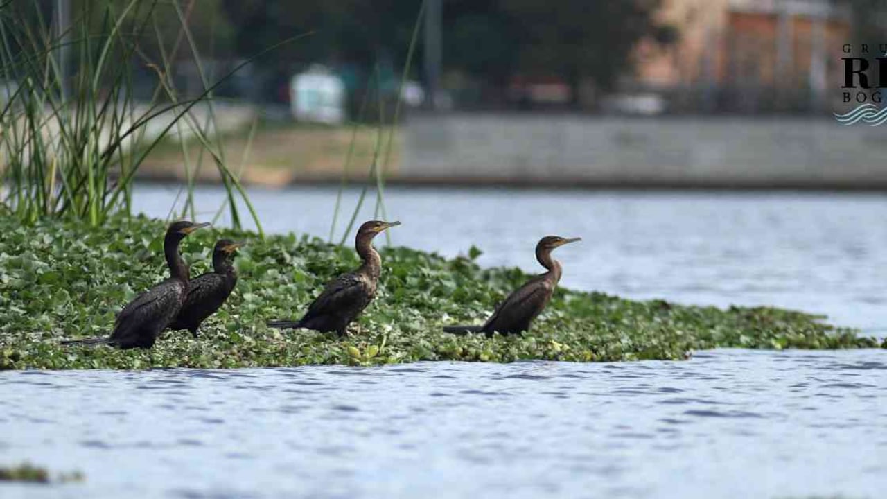 Bogotá ahora cuenta con un nuevo inventario sobre las aves que hacen presencia en los humedales. Foto: EAAB.