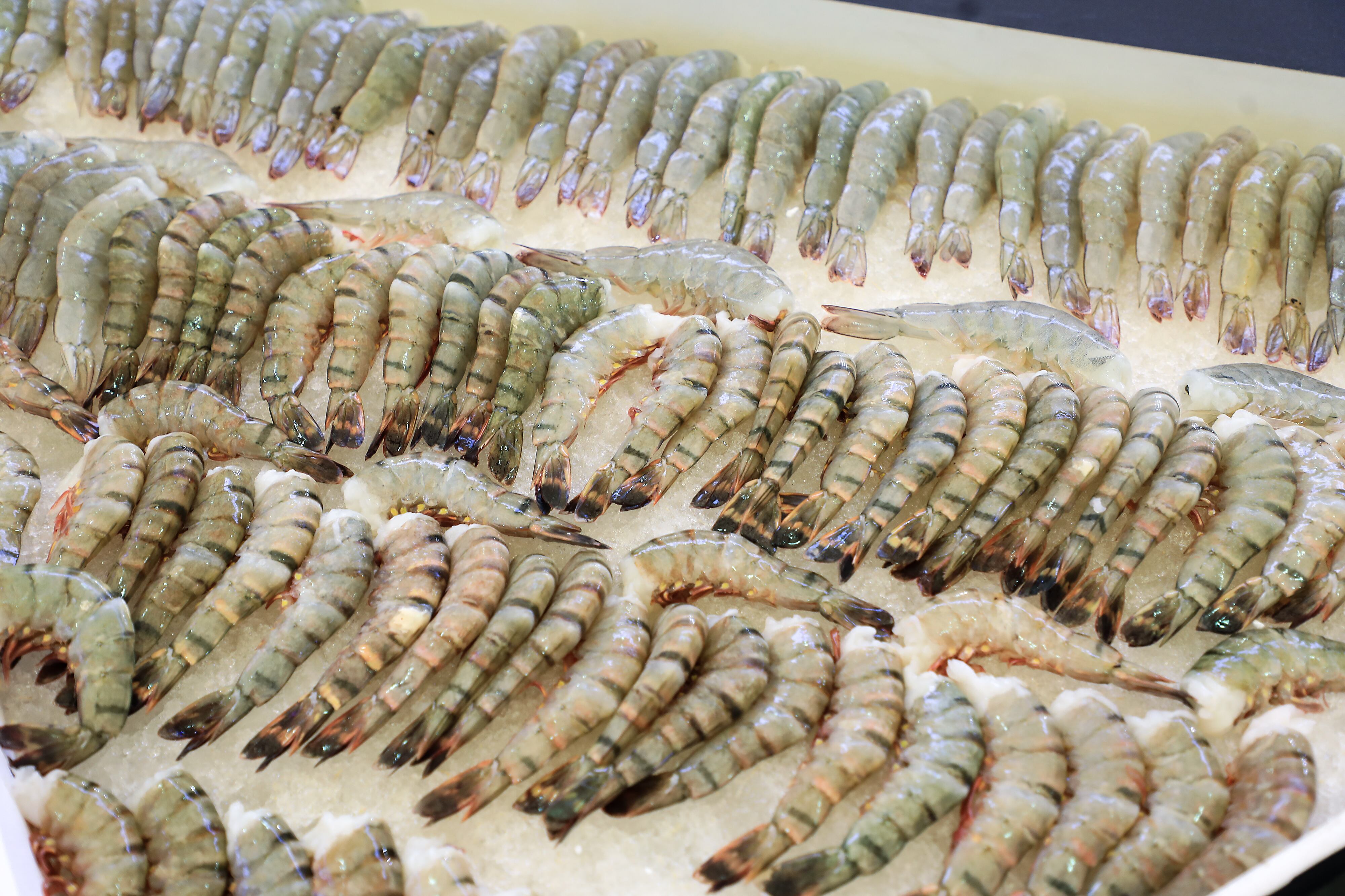 Camarones contaminados con cesio-137