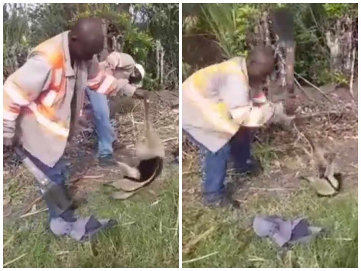 Momentos del ataque hacia el animal.