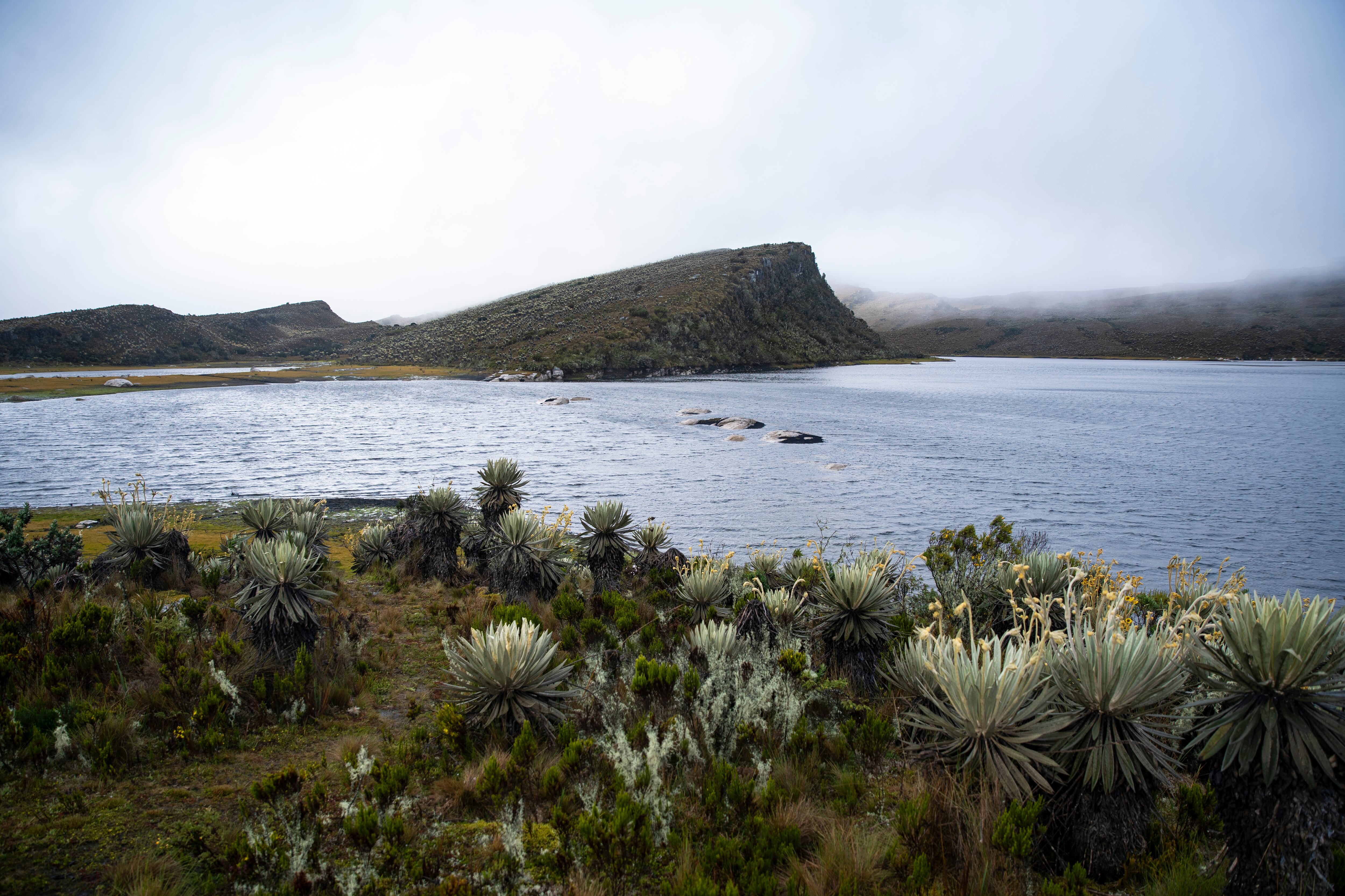 El 21 de septiembre, bajo el lema que dirige esta edición del festival “Siembra agua”, los participantes se unirán en una jornada de siembra de plantas nativas en el páramo de Sumapaz.
