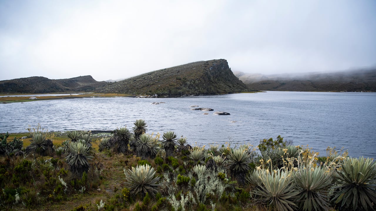 El 21 de septiembre, bajo el lema que dirige esta edición del festival “Siembra agua”, los participantes se unirán en una jornada de siembra de plantas nativas en el páramo de Sumapaz.