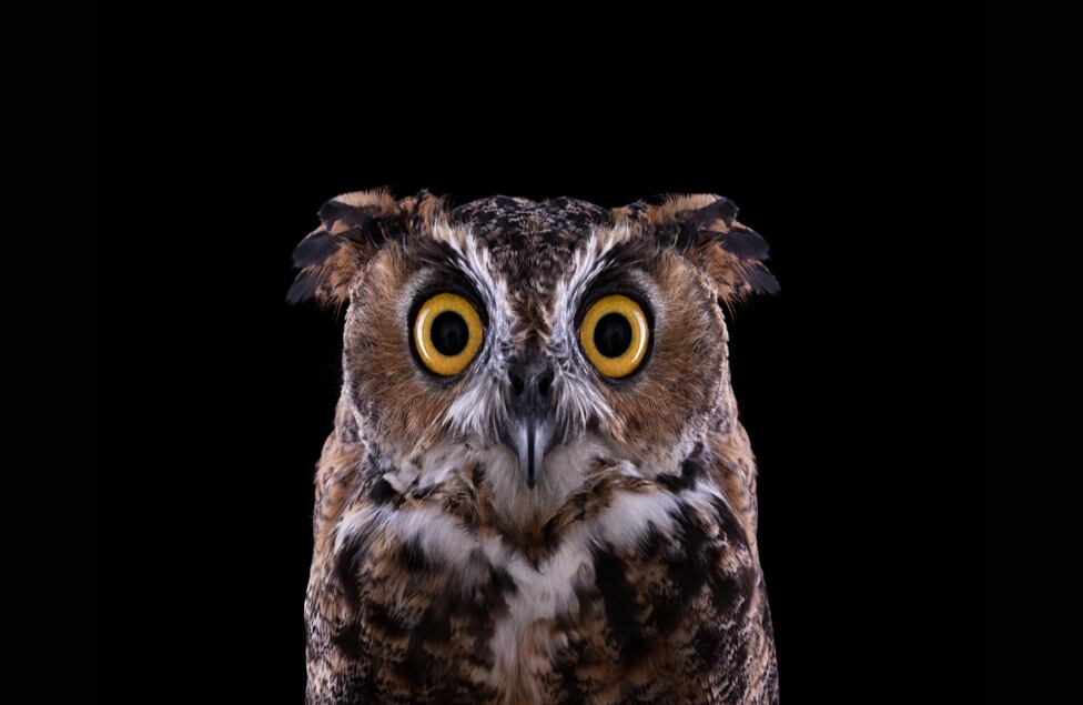 El nivel de realismo capturado por el fotógrafo es algo pocas veces visto en el mundo animal. Los retratados muestran su lado más "humano" en un ambiente totalmente ajeno.
