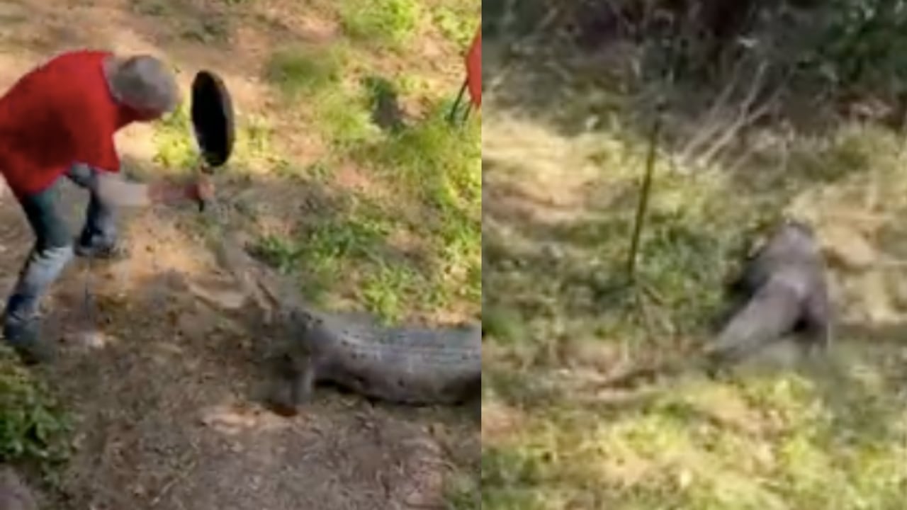 Ataque de cocodrilo en Australia