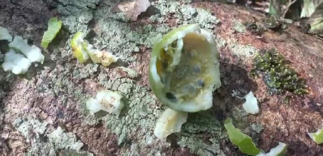 El equipo de búsqueda encontró esta fruta al parecer consumida por los menores