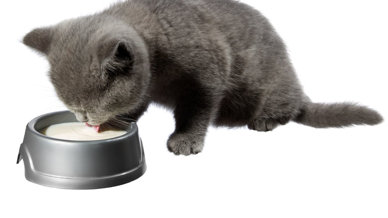Los gatos no deberían tomar leche de vaca porque es posible que no les aporte todos los nutrientes que requieren.