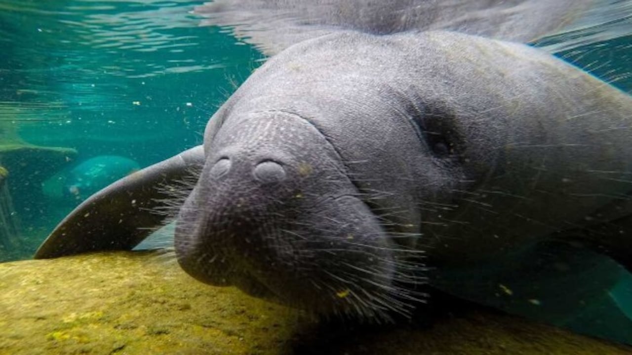 El proyecto colombiano enfocado en la protección de los manatíes del Atlántico gana apoyo de National Geographic