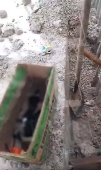 Los perritos fueron enterrados en Pitalito. Foto: Captura de video de Laboyanos.com