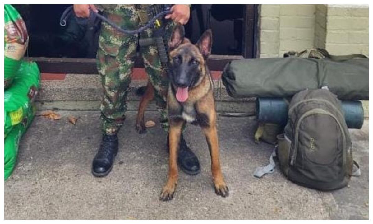 Wilson, el perro Belga Malinois que ayudó al rescate de los niños