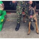 Wilson, el perro Belga Malinois que ayudó al rescate de los niños