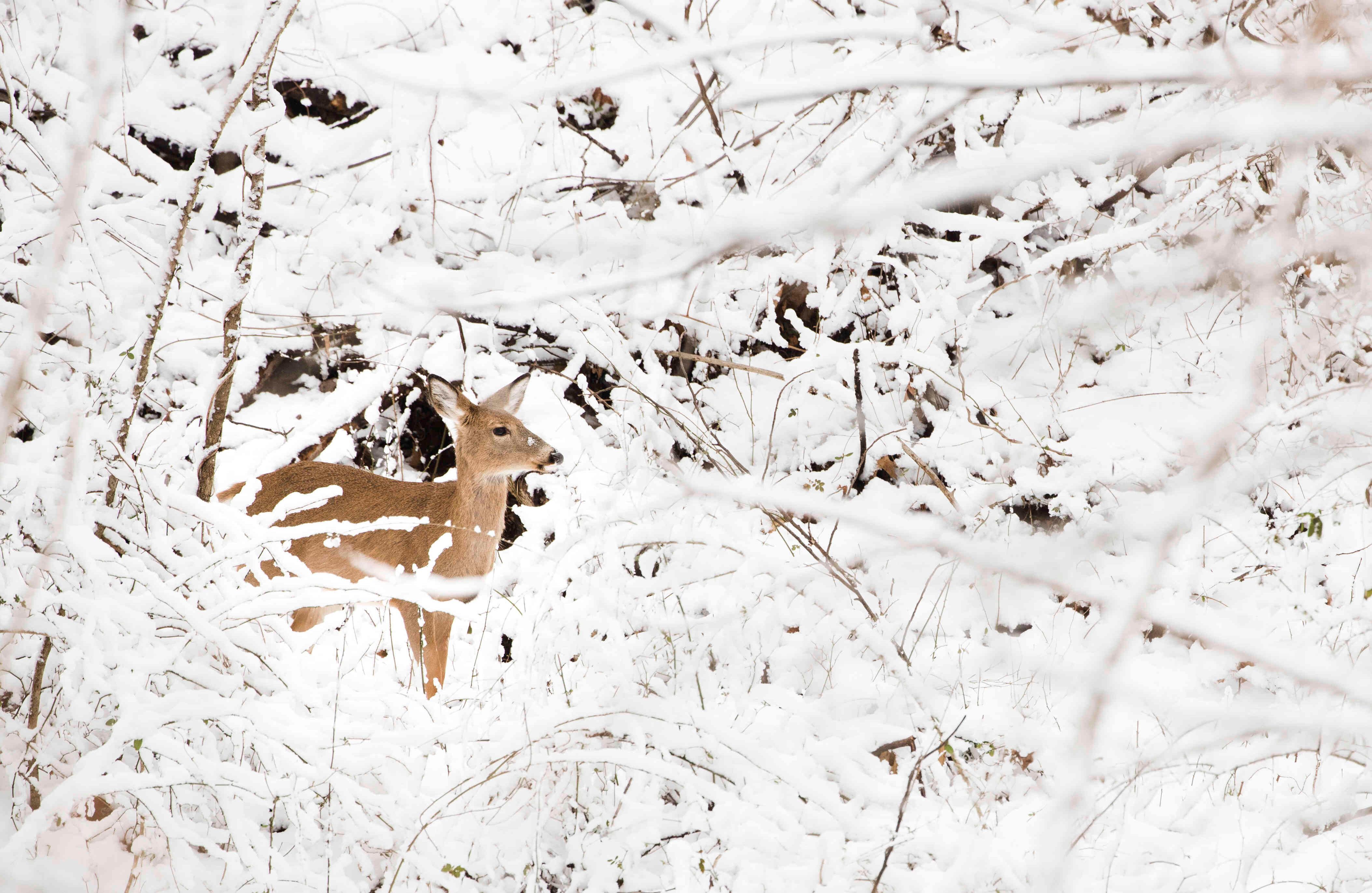 Un puesto de ciervos en una colina cubierta de nieve en el parque del valle de Wissahickon en Philadelphia, jueves, 9 de febrero de 2017. (AP Photo / Matt Rourke)