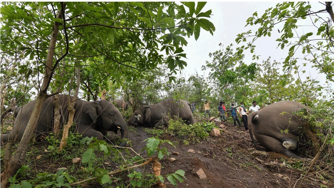 Al menos 18 elefantes murieron en Indica producto de la caída de rayos. Foto: BIJU BORO/AFP