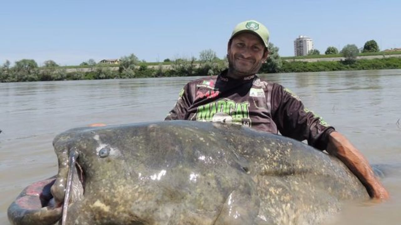 Un pescador profesional italiano logró pescar en el río Po un monstruoso siluro de casi tres metros, lo que podría constituirse en un nuevo récord mundial.