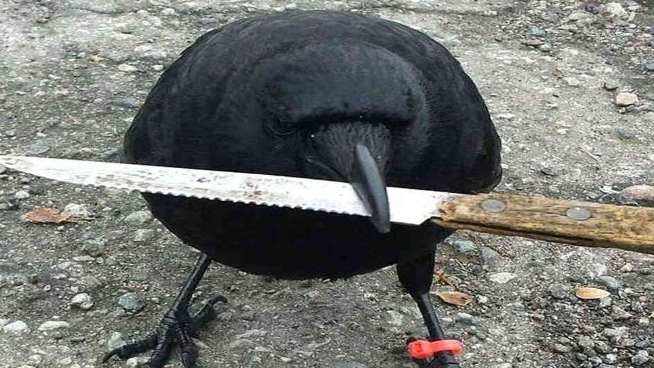 THE CROW AND I/FACEBOOK