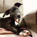 Aerolínea aseguró que cuidó de canina, mientras lograba regresarla a sus dueños (imagen de referencia).