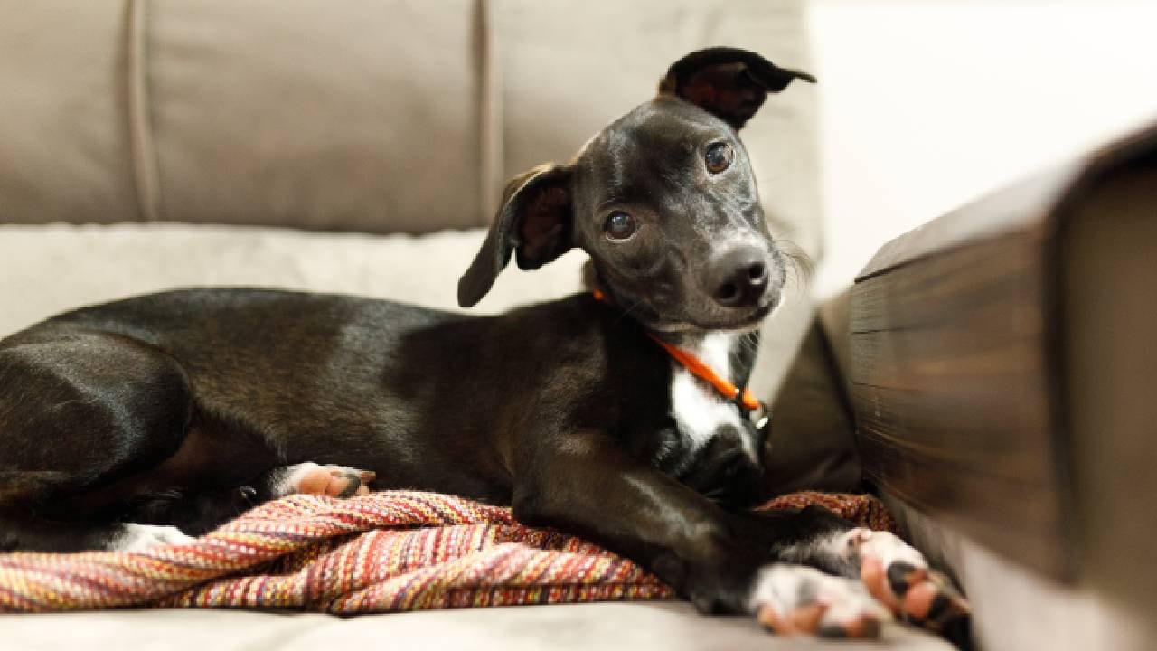 Aerolínea aseguró que cuidó de canina, mientras lograba regresarla a sus dueños (imagen de referencia).