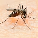 Zancudo transmisor del dengue