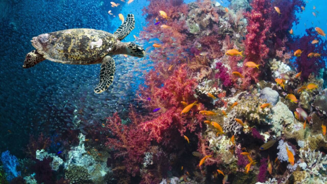 "Les insto a que no escatimen esfuerzos para que el acuerdo (para proteger los océanos) entre en vigor", dijo el secretario general de la ONU, António Guterres.