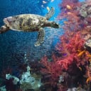 "Les insto a que no escatimen esfuerzos para que el acuerdo (para proteger los océanos) entre en vigor", dijo el secretario general de la ONU, António Guterres.