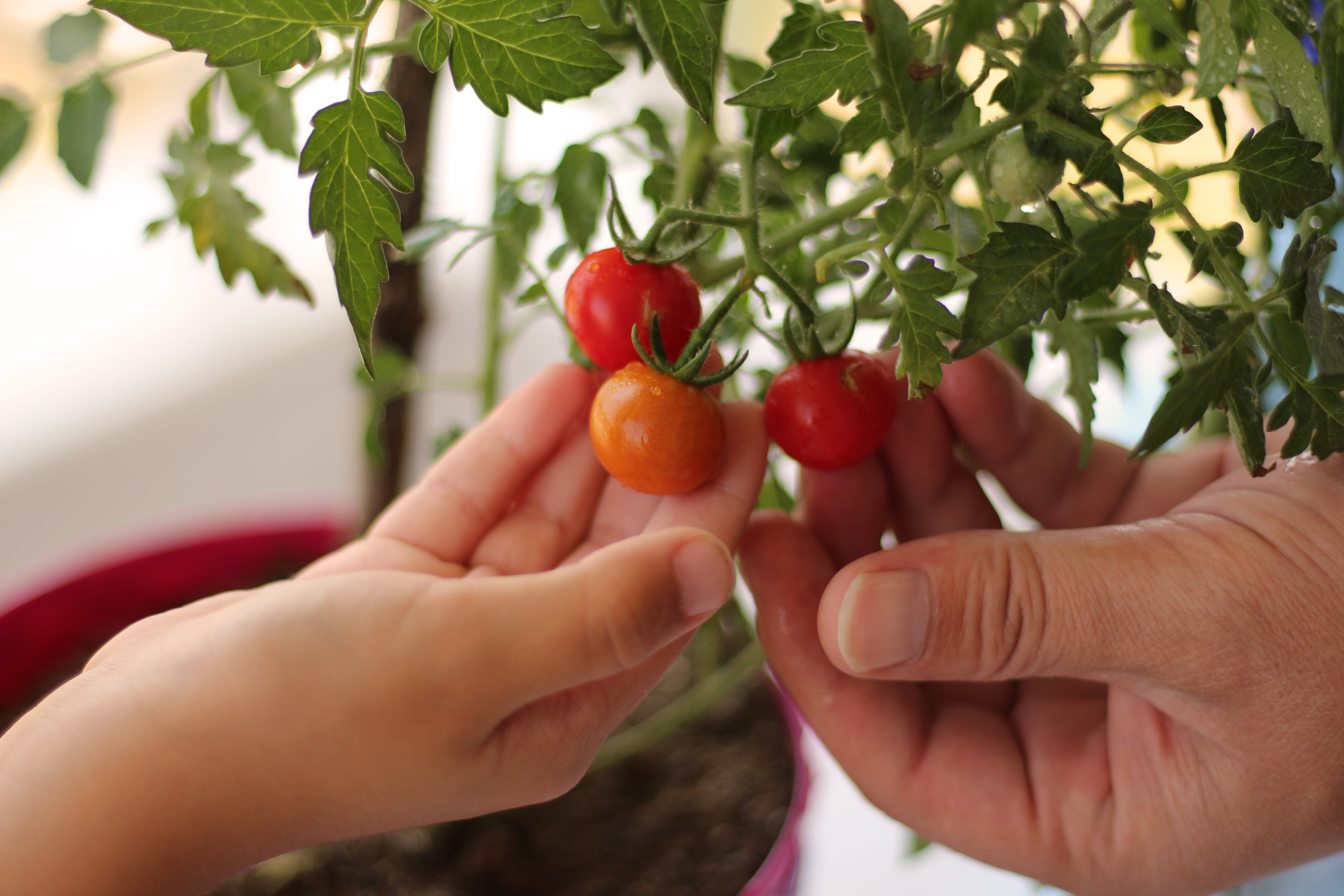 Los tomates cherry son un tipo de tomate.