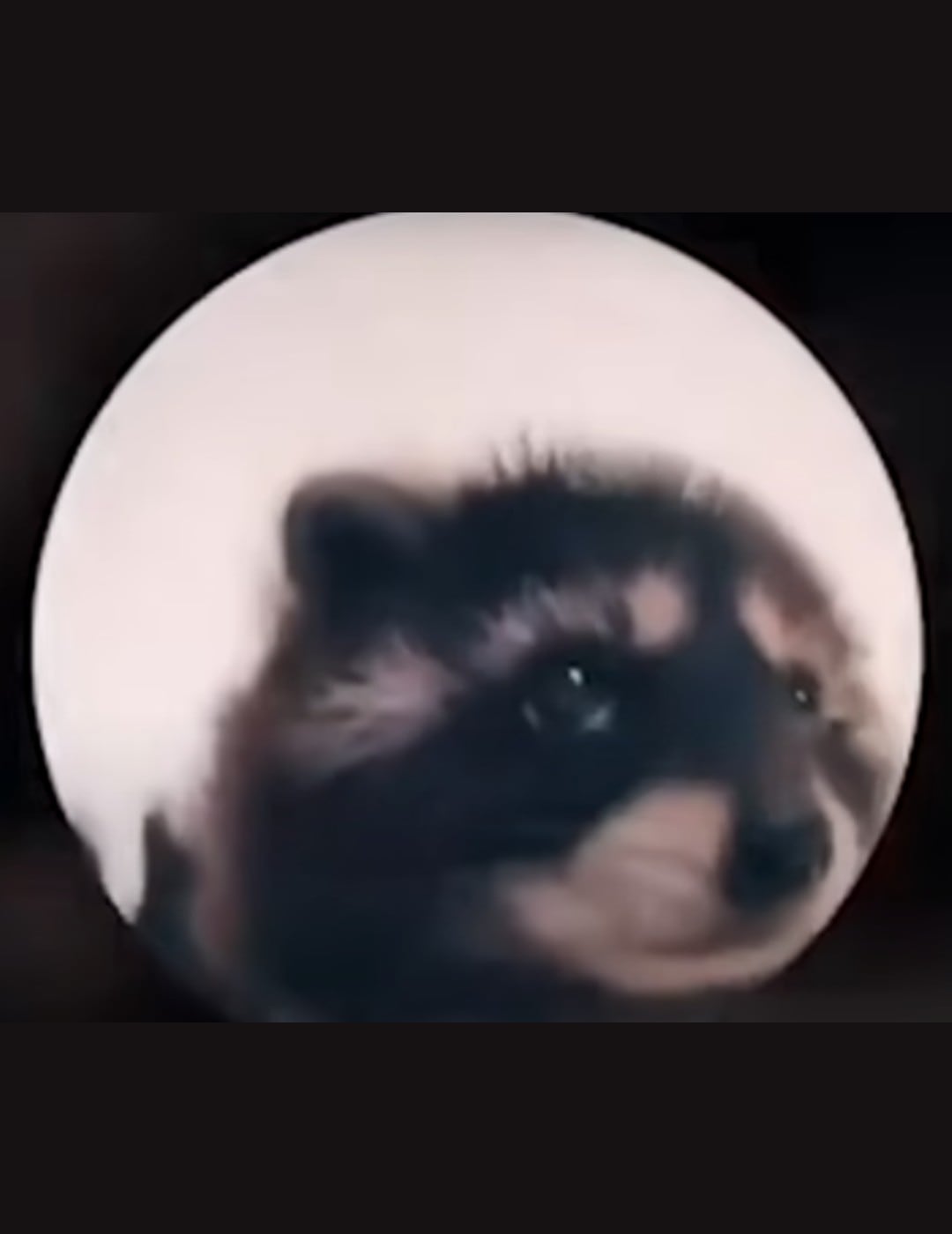 Esta es la manera de configurar el 'Mapache de Pedro' en el Apple Watch.