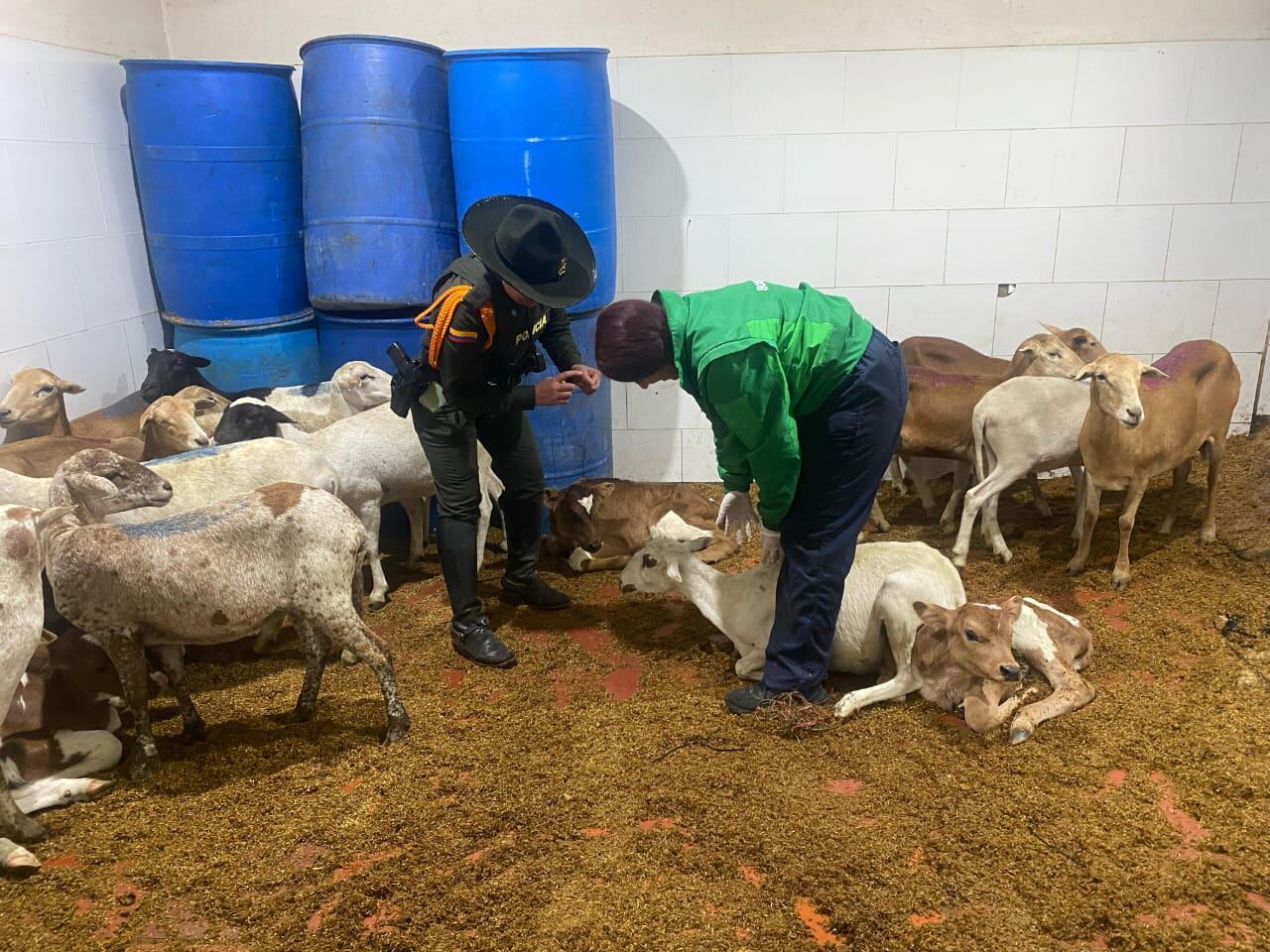Los semovientes estaban en precarias condiciones y serían objeto de sacrificio para la comercialización en la capital.