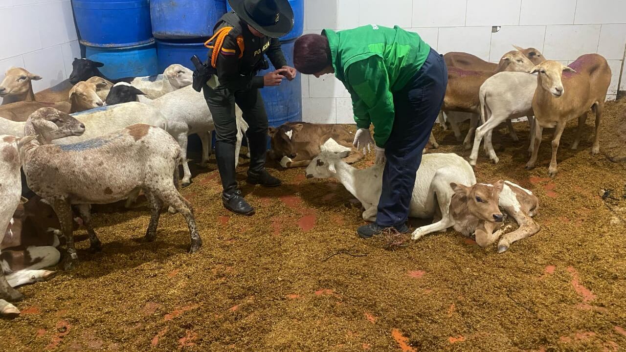 Los semovientes estaban en precarias condiciones y serían objeto de sacrificio para la comercialización en la capital.