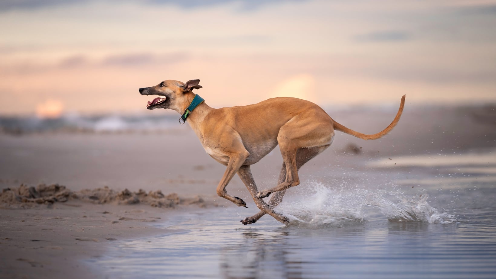 Considerado el perro más rápido del mundo.