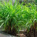 La citronela es una hierba aromática que se usa con frecuencia como un repelente natural de insectos.