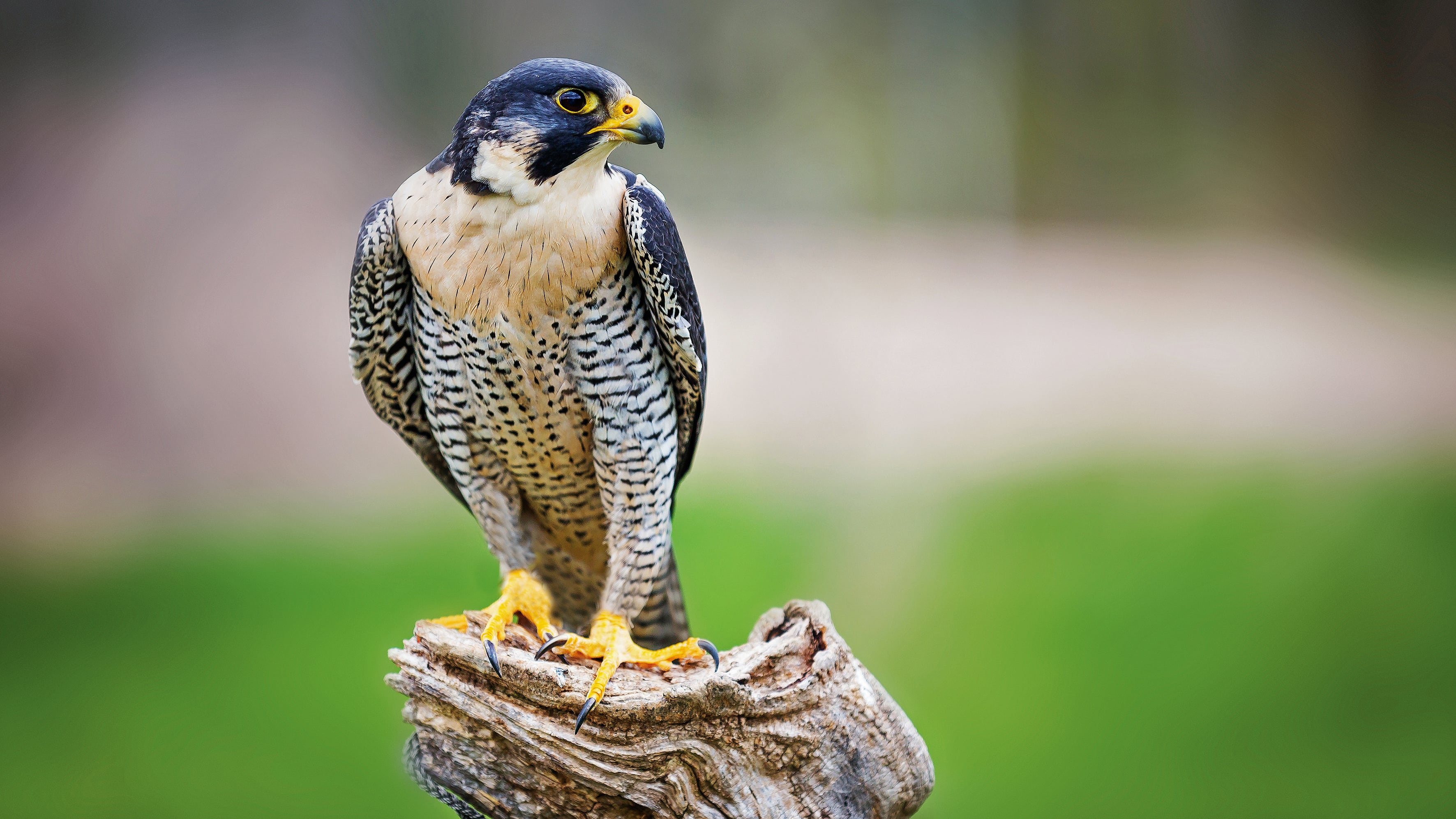 Editorial Aves Migratorias, la casa de las aves, Semana Sostenible