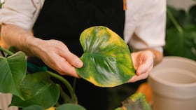Existen cuidados que ayudan a mantenerla saludable y a favorecer una nueva floración.