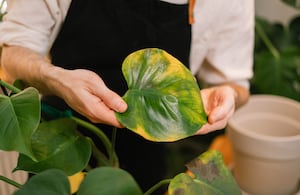 Existen cuidados que ayudan a mantenerla saludable y a favorecer una nueva floración.