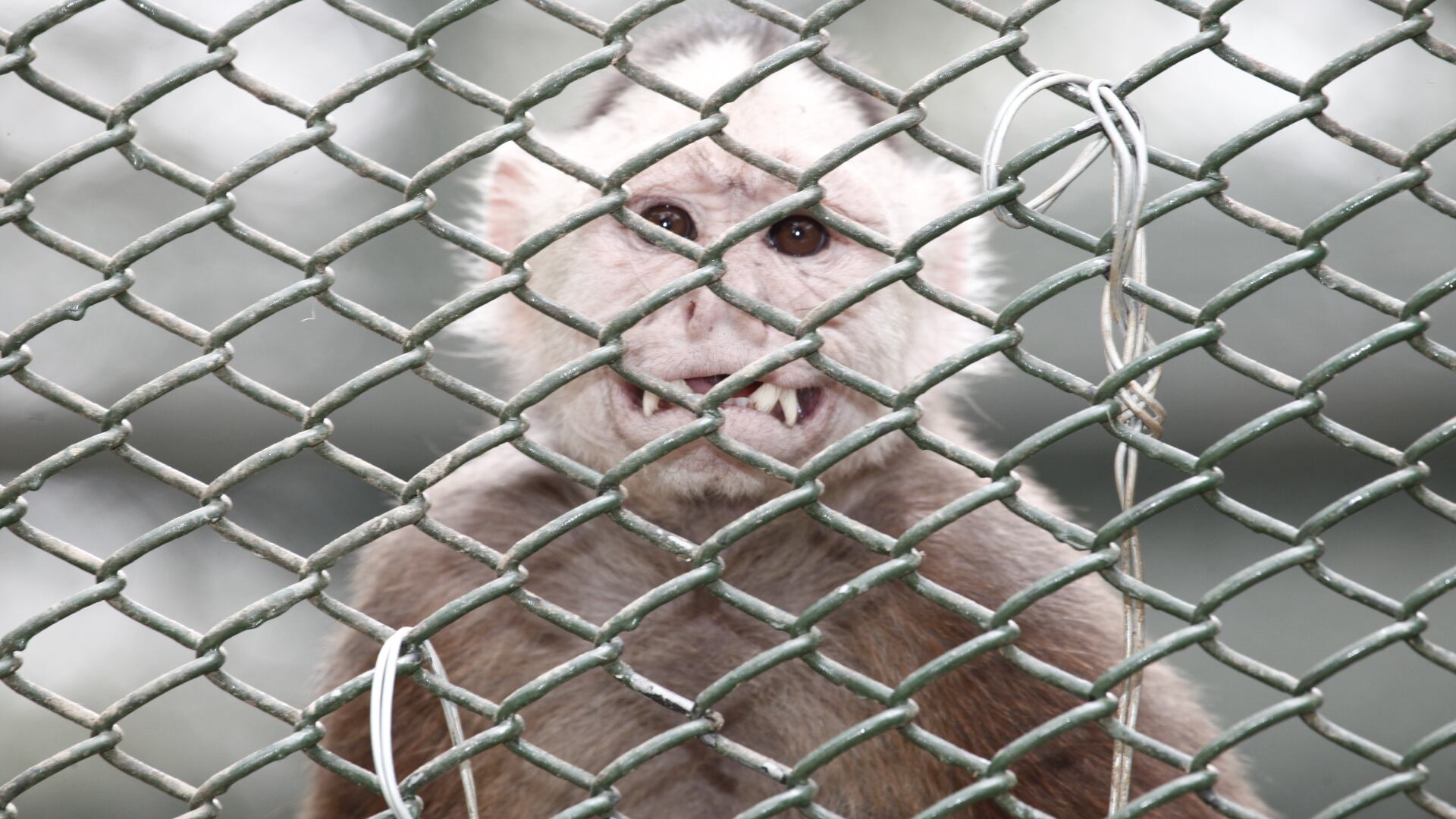 La tenencia, consumo o transporte ilegal de estas especies puede ser sancionado con cárcel y multas.