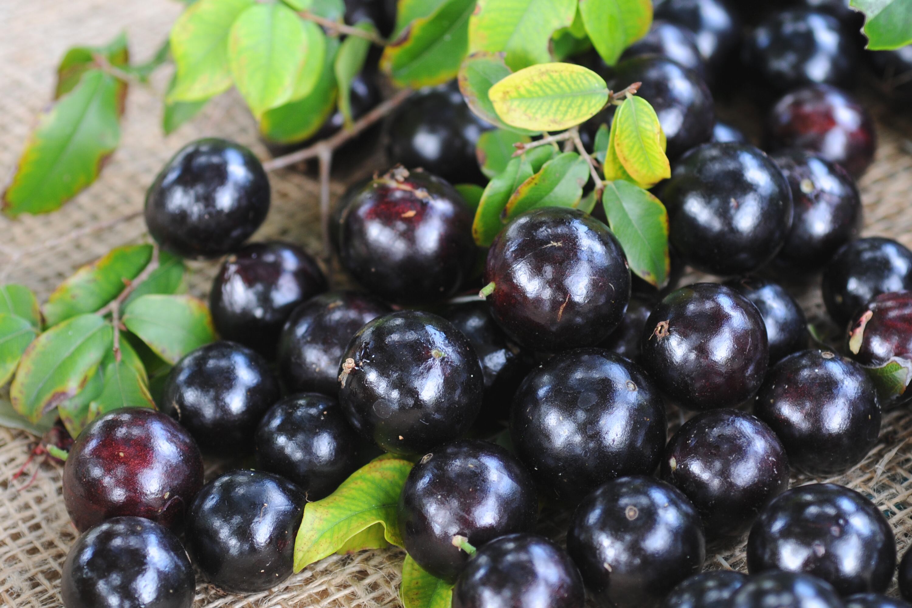 La jabuticaba es una fruta compuesta de vitamina C.