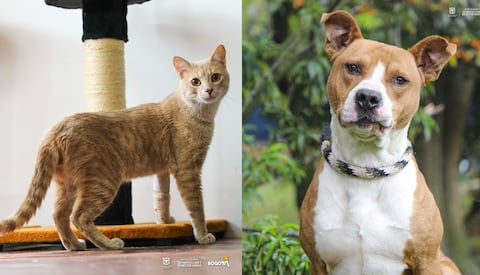 Varios gatos y perros estarán disponibles para adopción responsable.