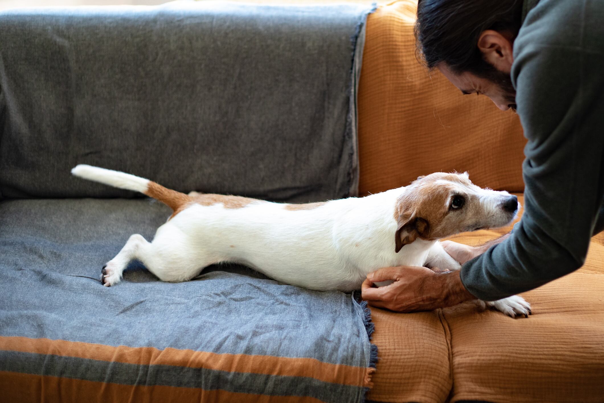 despedida con un perro