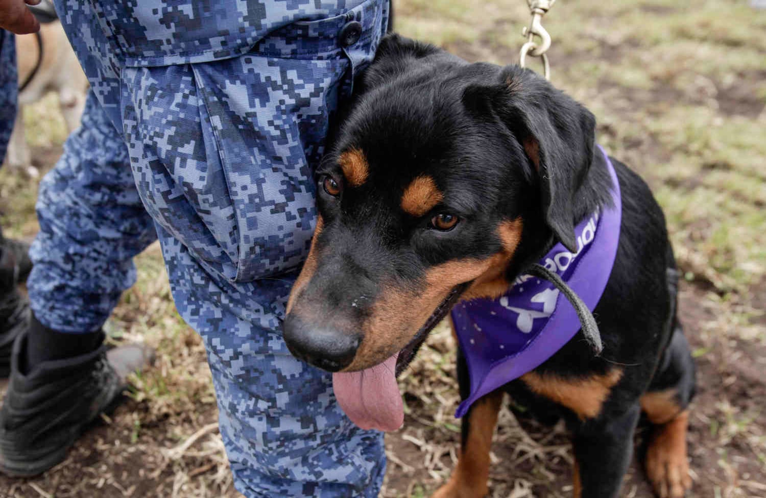 los perros no juzgan las razones por las que las personas están en la cárcel, simplemente responden recíprocamente hacia las muestras de cariño que les brindan. Es aumenta aún más la autoestima. foto: Diana Rey Melo