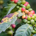 Los hongos en las plantas se pueden convertir en un problema muy serio.