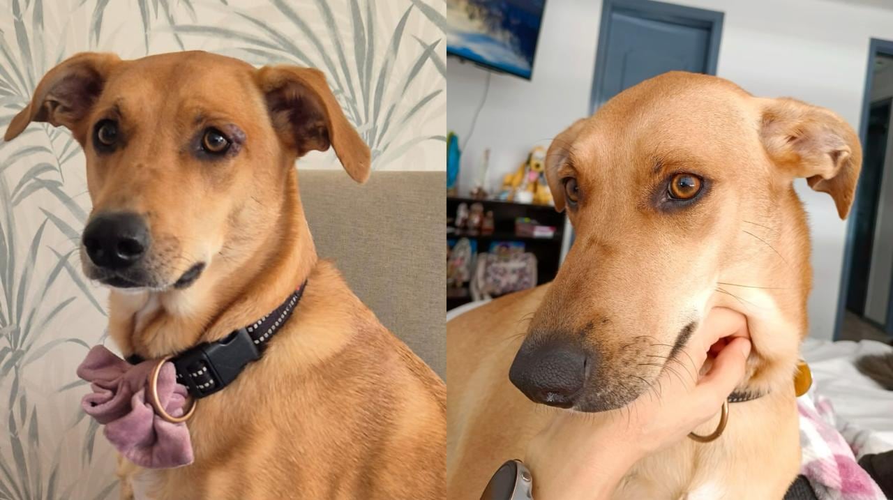 Semilla se encuentra desaparecida desde el pasado 21 de diciembre de 2024.