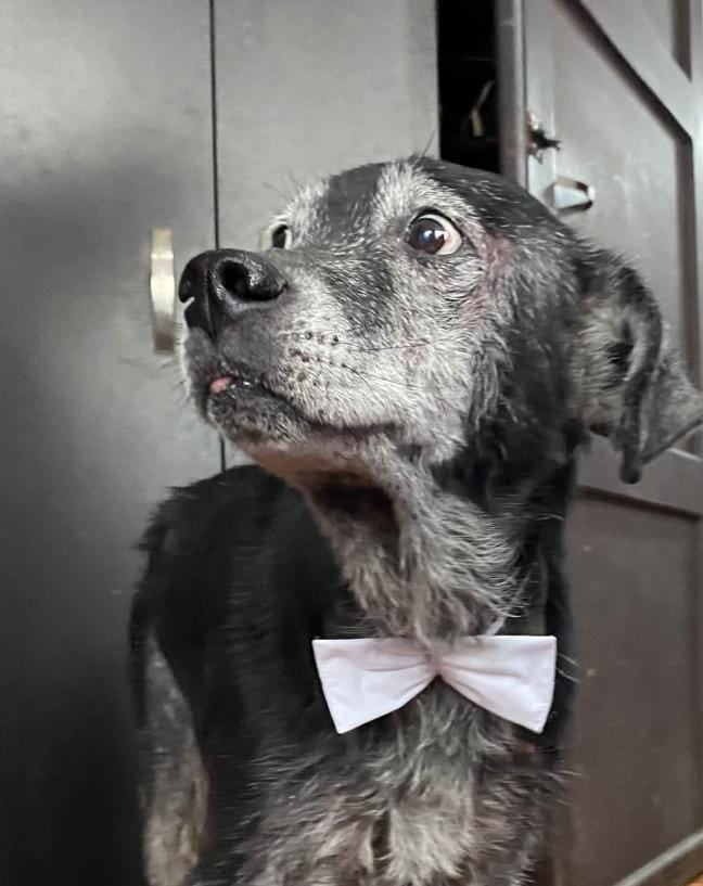 Así fue el emotivo momento en el que Tommy logró despedirse de su dueño antes de que falleciera.