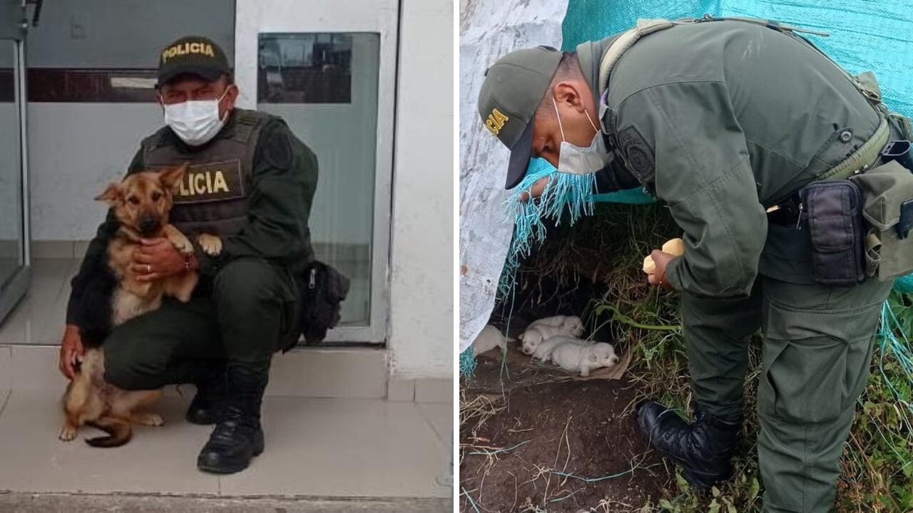 Policía rescata a perritos de la calle