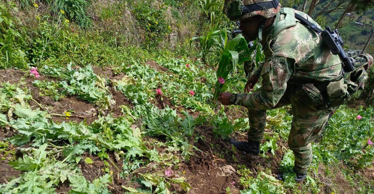 Destrucción de cultivos de amapola en Cauca.