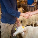 Cliente y vendedor dándose la mano y tratando sobre el precio de las ovejas.