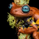 Rana chocolate antioqueña (Hyloscirtus Antioquia). Tomada en Santa Rosa de Osos.