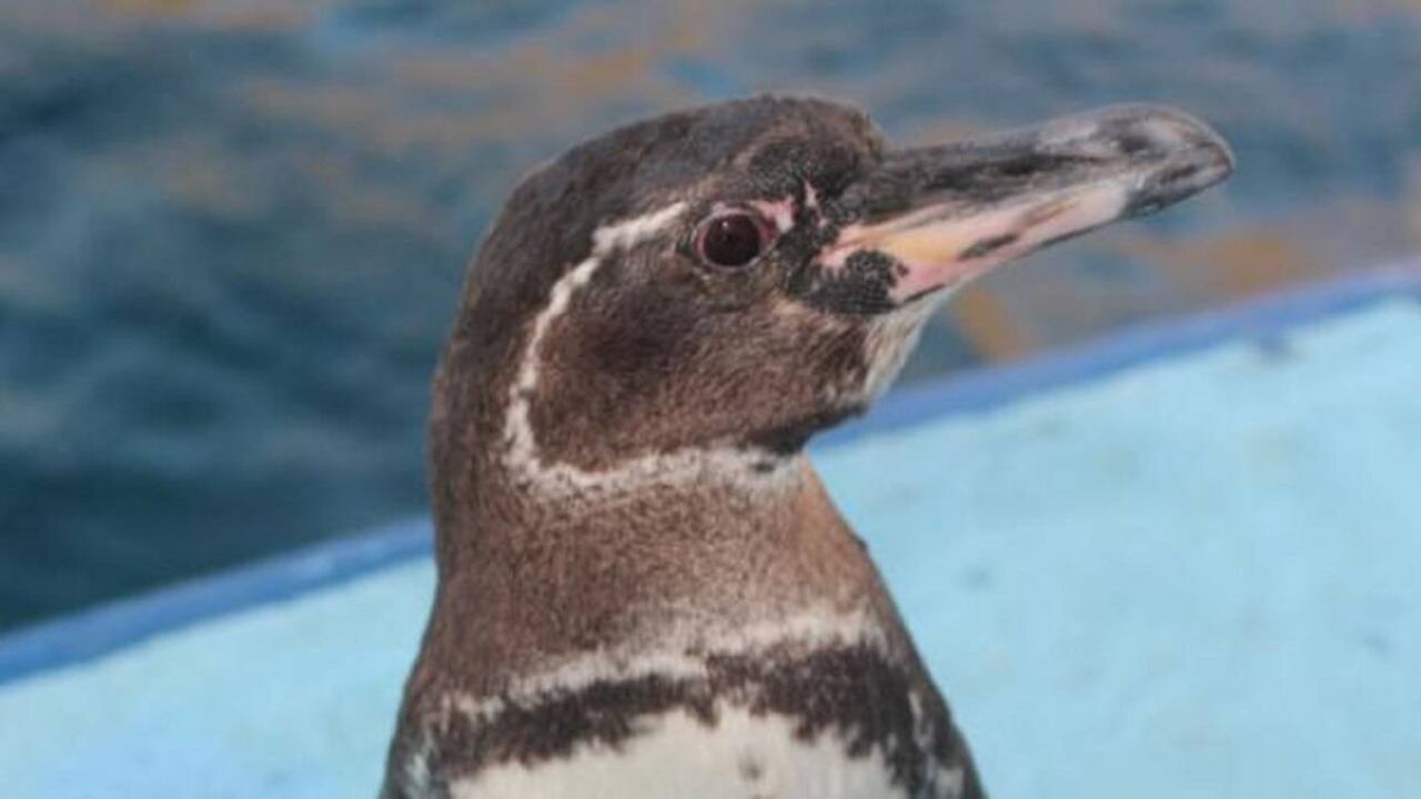 El pingüino de Galápagos es una especie endémica que se ha visto afectada por factores como el cambio climático. Foto: Fundación Charles Darwin.