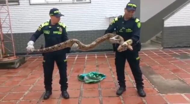 Impresionante: una boa constrictor apareció en la comuna 22 de Cali.
