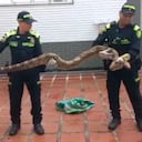 El animal fue encontrado en una vivienda de la comuna 22 de la capital del Valle.