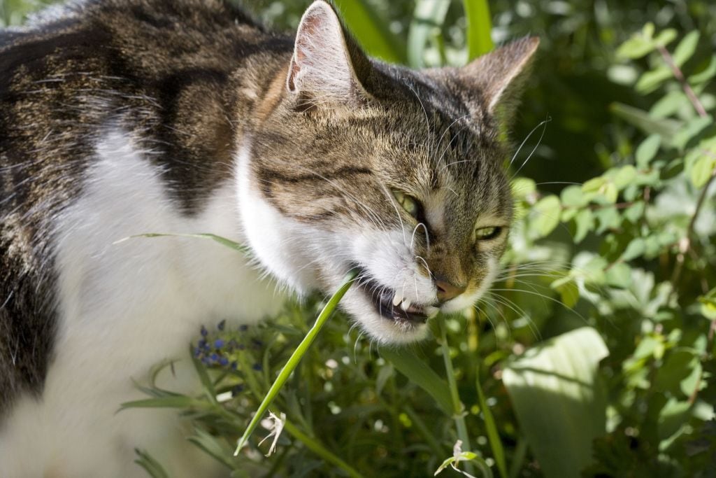 Gatos