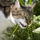 Gatos